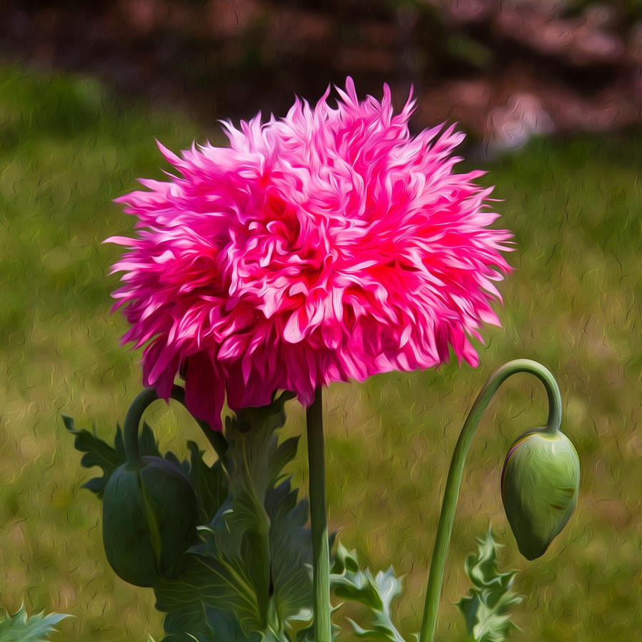 Pink Poppy by Omaste Witkowski