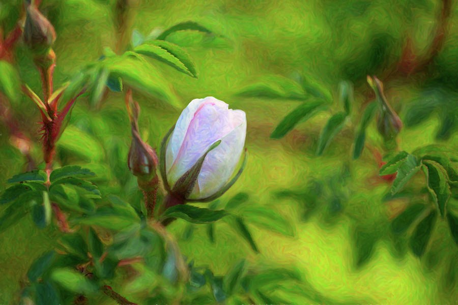 Pink Rose - Lady In Waiting - by Omaste Witkowski by Omaste Witkowski