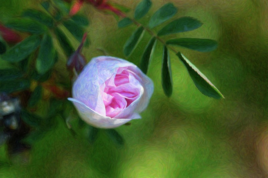 Pink Rose - Romantic Encounter - by Omaste Witkowski by Omaste Witkowski