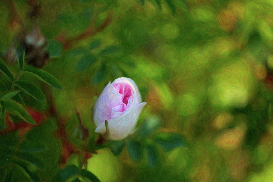Pink Rose - True Love - by Omaste Witkowski by Omaste Witkowski