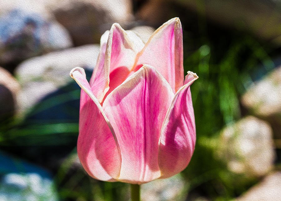 Pink Tulip by Omaste Witkowski