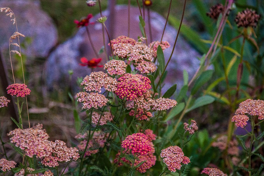 Pink Yarrow by Omaste Witkowski