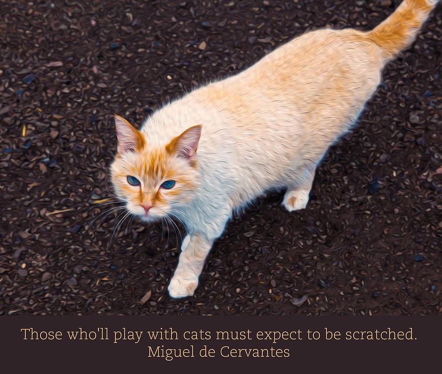 Playing with Cats by Omaste Witkowski