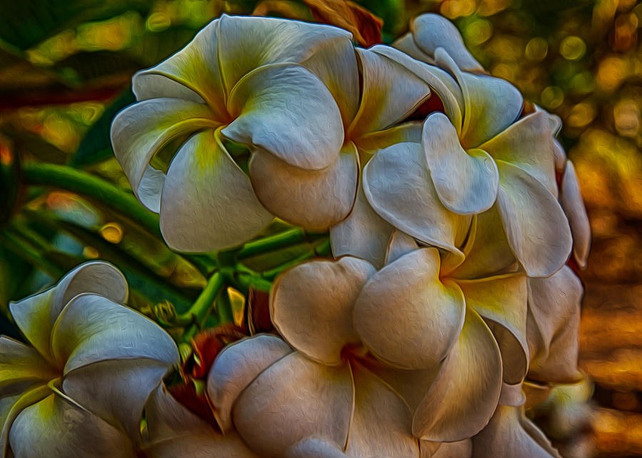 Carved in Light - White Plumeria by Omaste Witkowski
