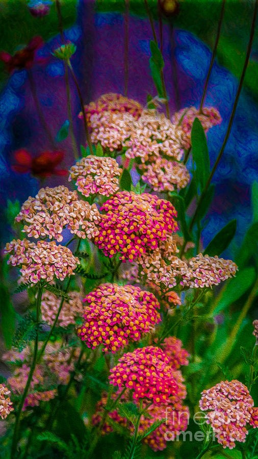 Pretty Pink Yarrow In An Abstract Garden Artwork by Omaste Witkowski by Omaste Witkowski