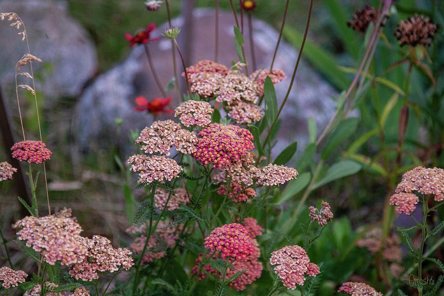 Pretty Pink Yarrow in the Spring Garden Flower Art by Omashte by Omaste Witkowski