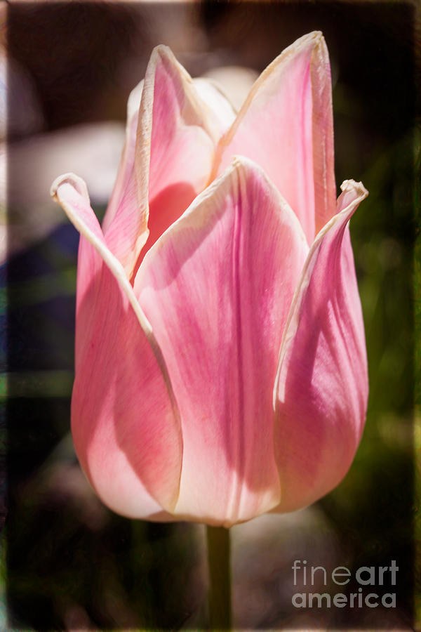 Pretty Pouting Pink Tulip Abstract Garden Art by Omaste Witkowsk by Omaste Witkowski