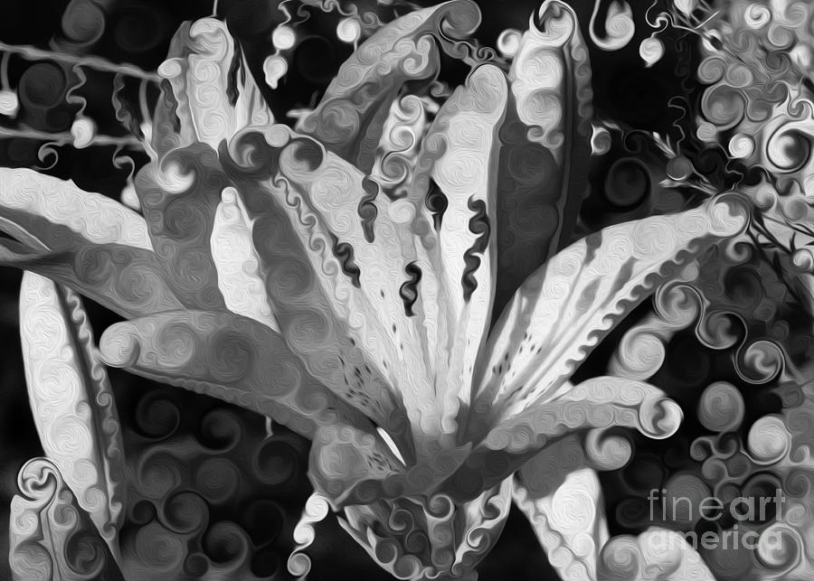 Spiral Lily in Black and White by Omaste Witkowski
