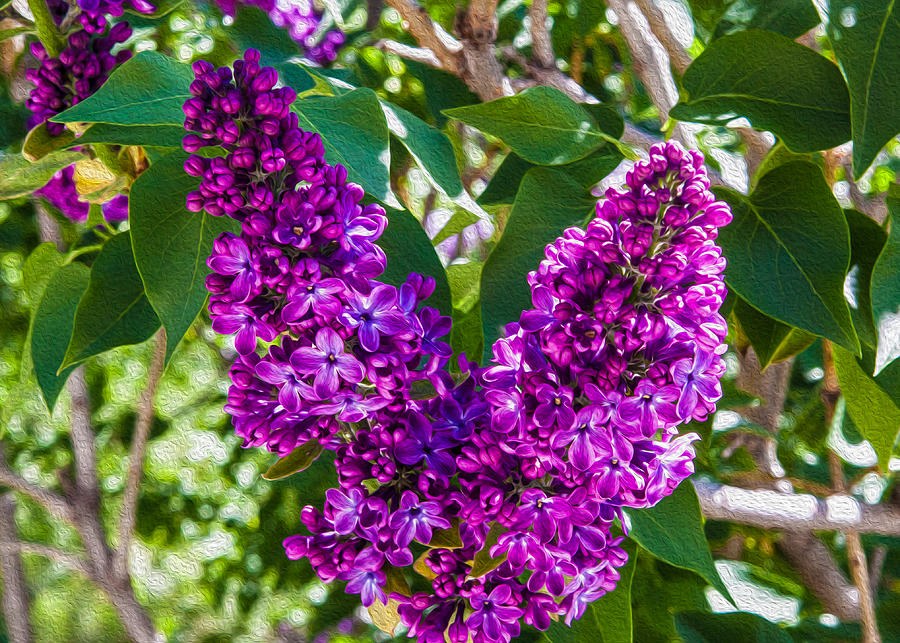 Purple Lilac Love by Omaste Witkowski