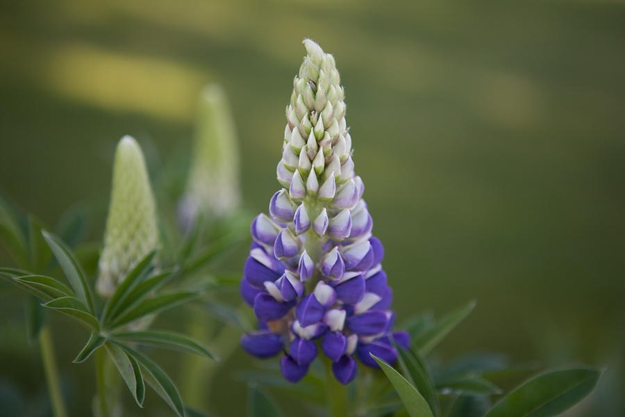 Purple Lupine by Omaste Witkowski