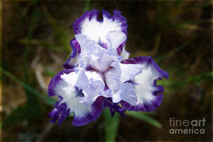 Purple Pucker Abstract Garden Art by Omaste Witkowski by Omaste Witkowski