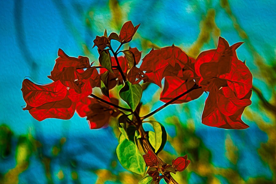 Paper Flames, Red Bougainvillea and Turquoise Sky by Omaste Witkowski