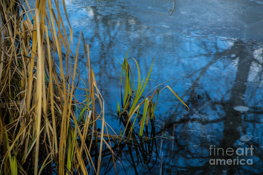 Reflecting On New Beginnings by Omashte by Omaste Witkowski