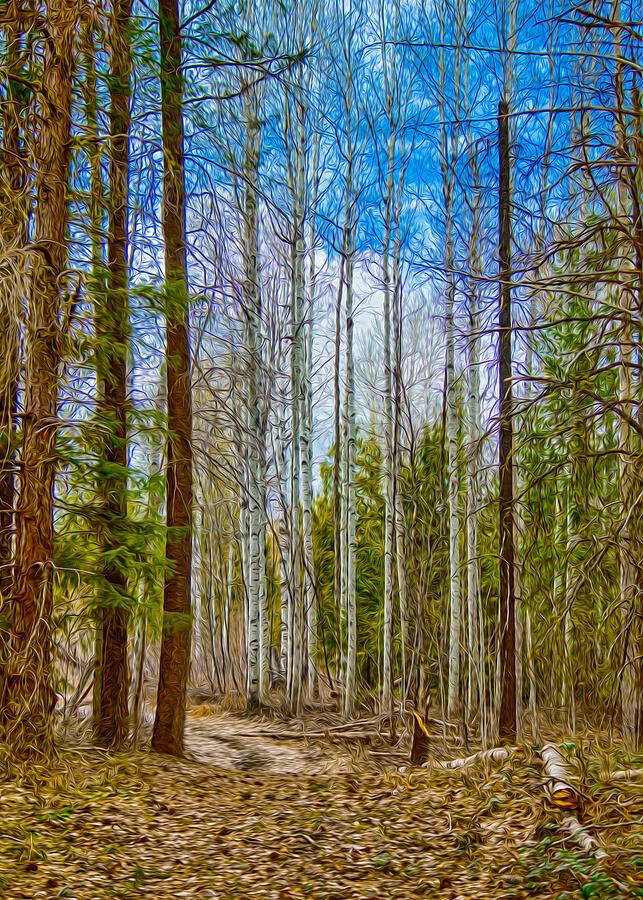 Into the Pale Grove, Woodland Path Under Blue Sky by Omaste Witkowski