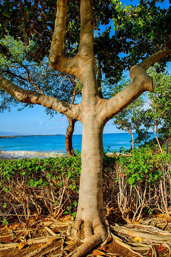 Rooted Tropical Tree by Omaste Witkowski