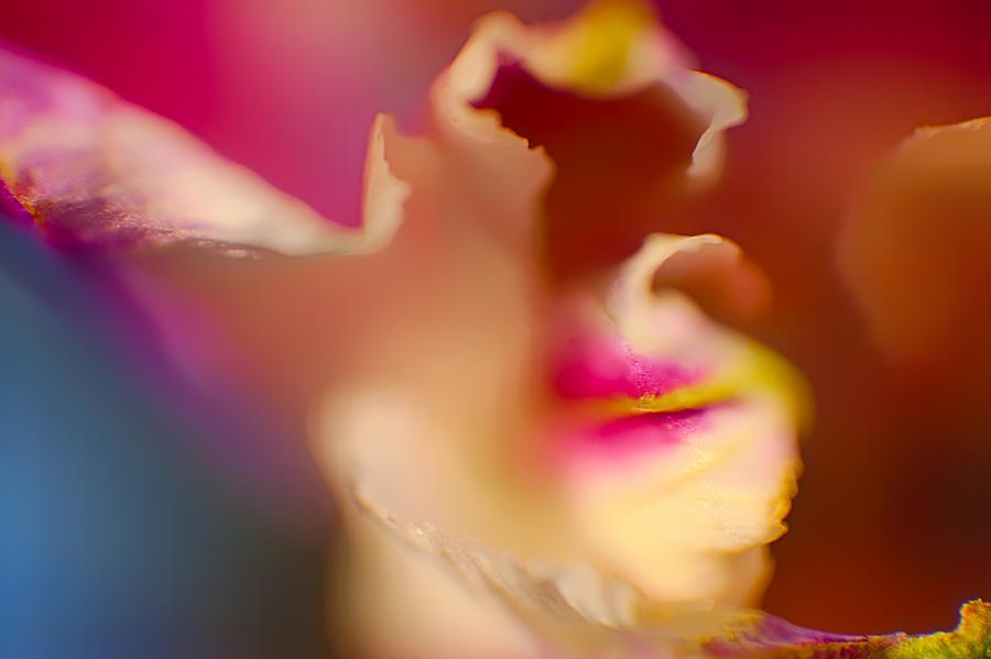 Seductive in Pink and White by Omaste Witkowski