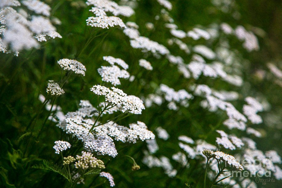 Sensing Sunlight Methow Valley Flowers by Omashte by Omaste Witkowski