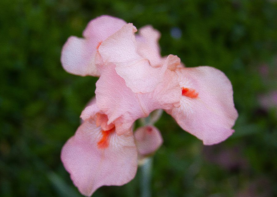 Shy Pink Iris by Omaste Witkowski