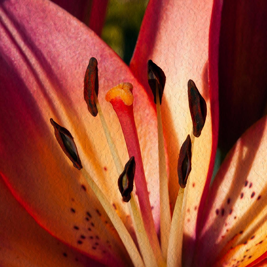Shy Pink Lily by Omaste Witkowski