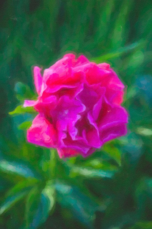 Rose Aglow, Ruffled Magenta Rose by Omaste Witkowski
