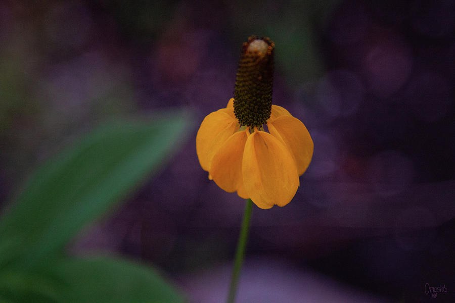 Solitary Yellow Flower in the Spring Garden Flower Art by Omashte by Omaste Witkowski