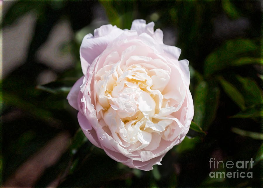 Special Songs Of Spring Abstract Garden Art by Omaste Witkowski by Omaste Witkowski