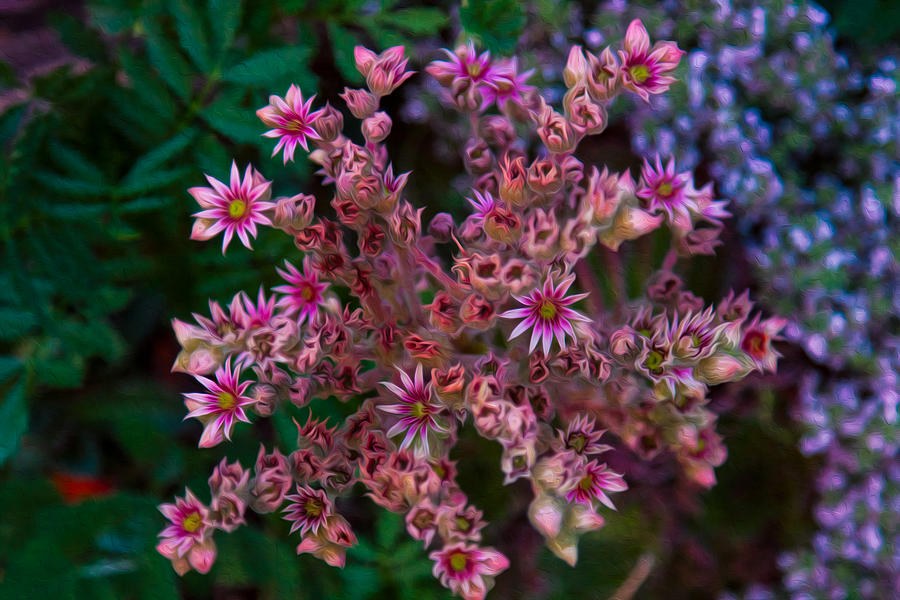 Rosy Constellation, Pink Star Flowers by Omaste Witkowski