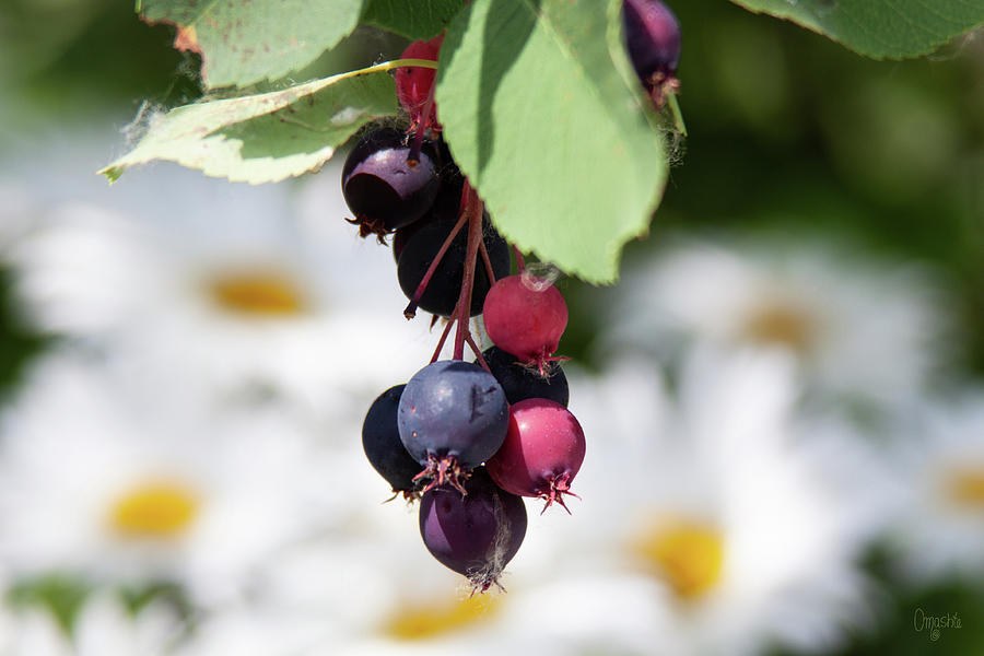 Spring Berries and Blooms in the Spring Garden Flower Art by Omashte by Omaste Witkowski