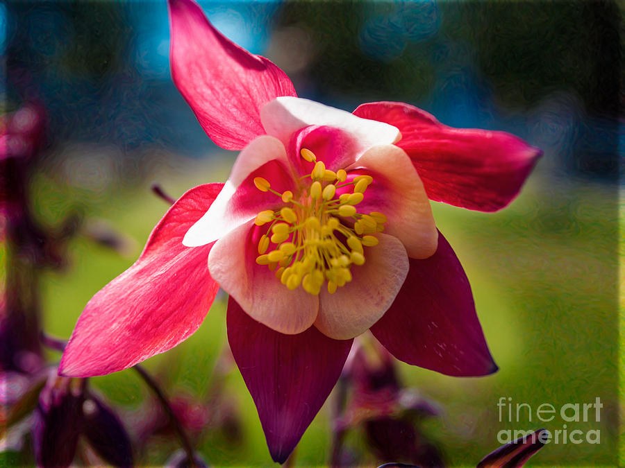 Stranded Beauty Abstract Garden Art by Omaste Witkowski by Omaste Witkowski
