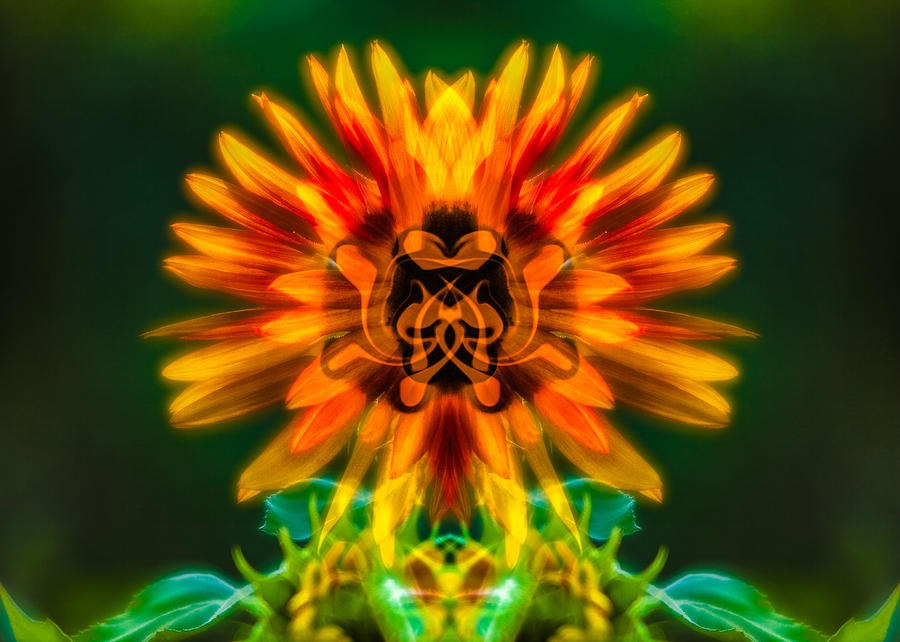 Sun Flower Rising by Omaste Witkowski