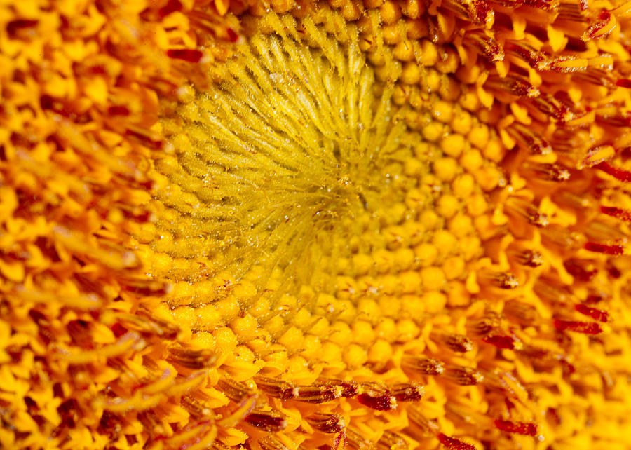 Sunflower by Omaste Witkowski
