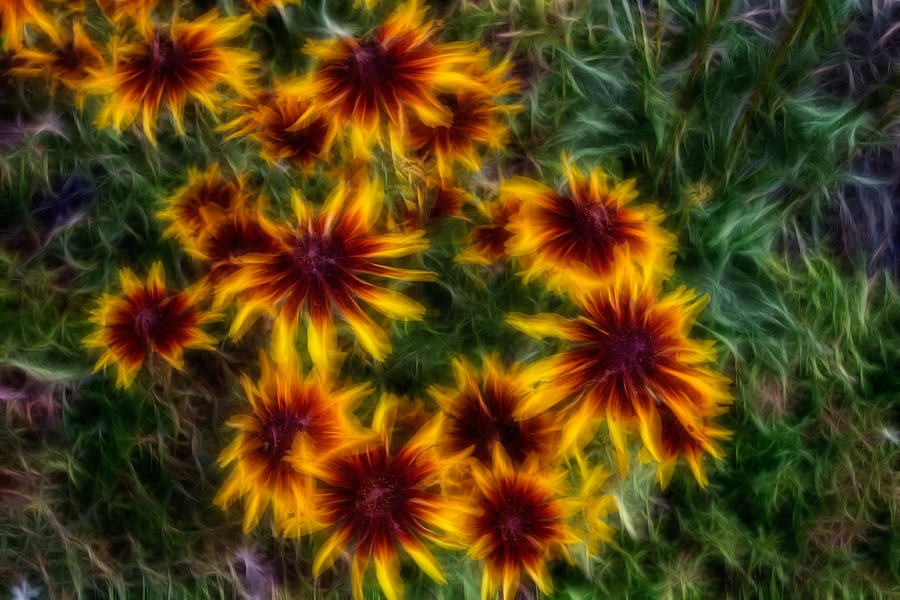 Ember Blooms, Glowing Black-Eyed Susans by Omaste Witkowski