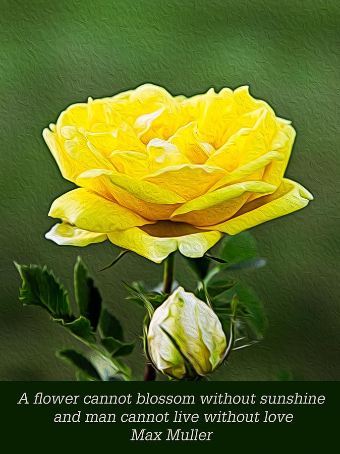 Sunshine on a Yellow Rose by Omaste Witkowski