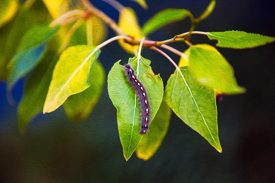 Quiet Passenger, Purple Caterpillar on a Glowing Leaf by Omaste Witkowski