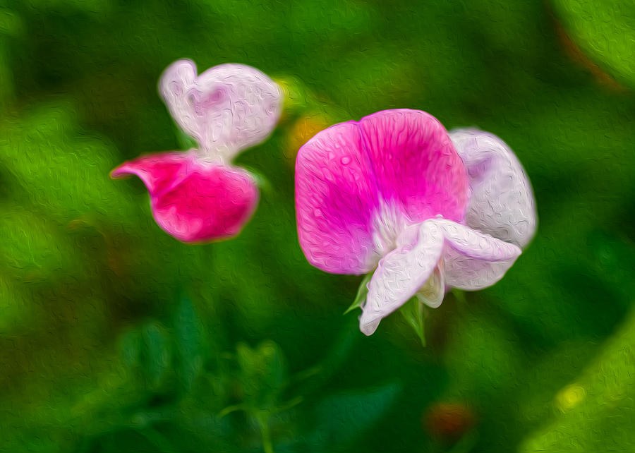 Sweet Pea Blossoms by Omaste Witkowski