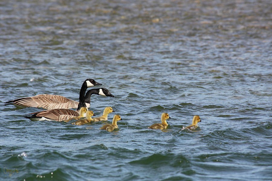 Swimming Lessons in Spring on the Methow River by Omashte by Omaste Witkowski