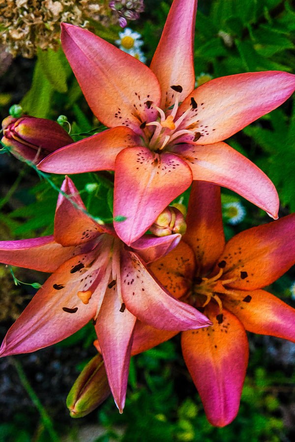 Three Pink Lilies by Omaste Witkowski