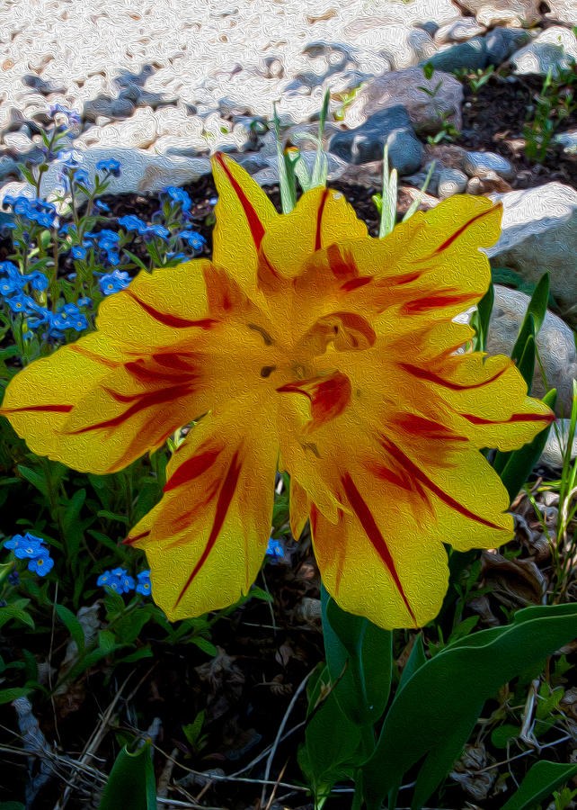 Tiger Tulip by Omaste Witkowski