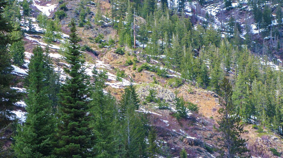 Tracks of My Tears Methow Valley Motivational Artwork by Omashte by Omaste Witkowski