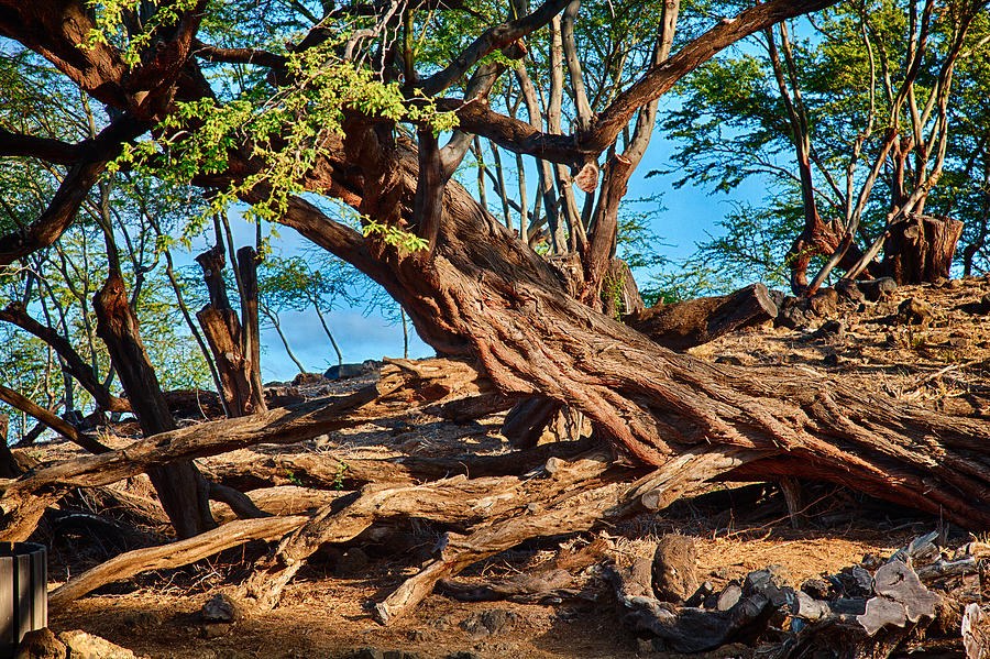 Twisting Trees by Omaste Witkowski