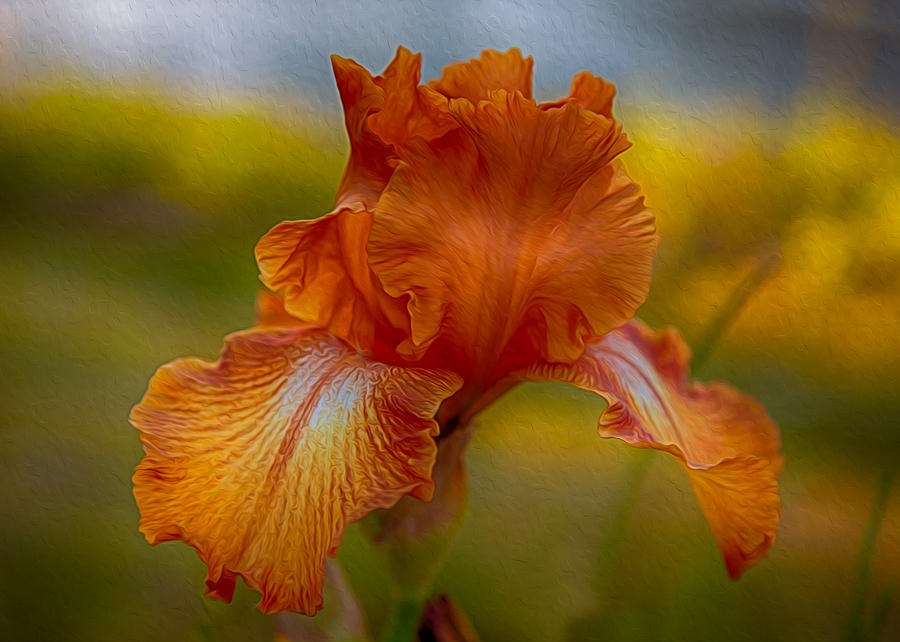 Vibrant Orange Iris by Omaste Witkowski