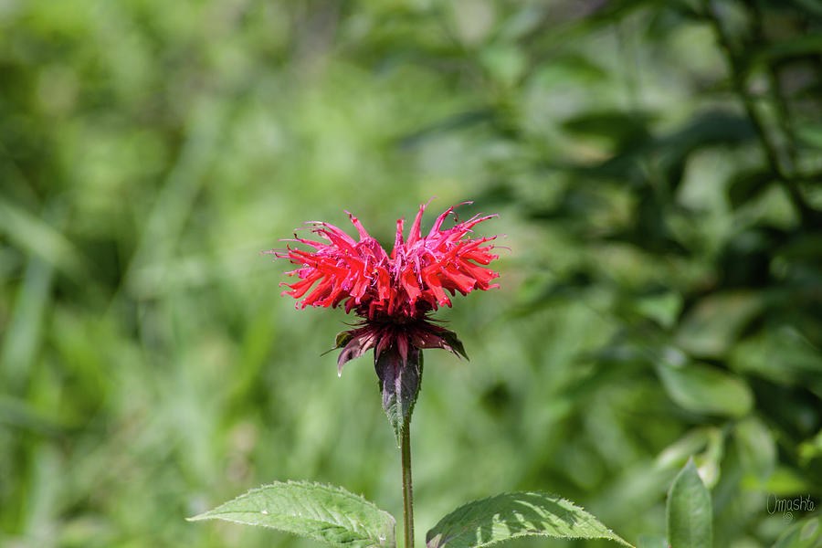 Vibrant Spring Fuscia Flower in the Spring Garden Flower Art by Omashte by Omaste Witkowski