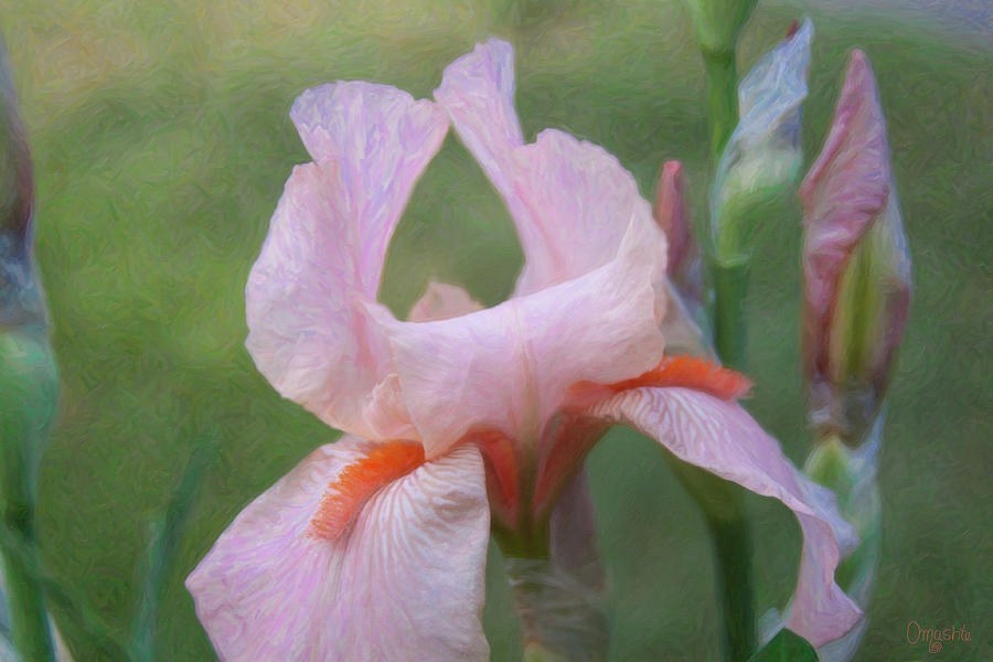 Vivid Beauty - Flower Art by Omaste Witkowski by Omaste Witkowski
