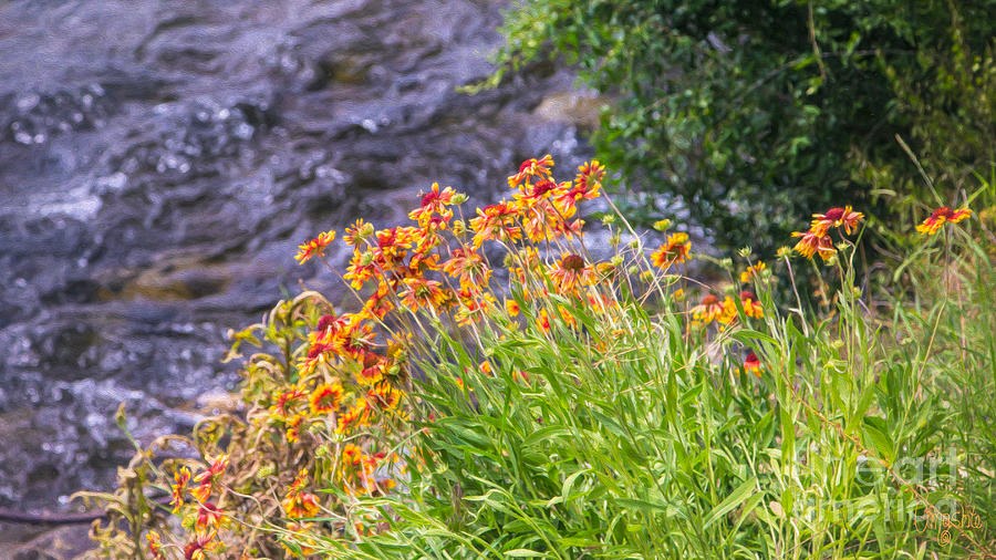 Vivid Journeys Methow Valley Flowers by Omashte by Omaste Witkowski