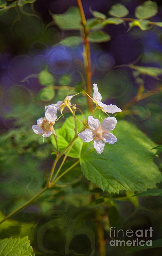 Wandering White Flowers by Omaste Witkowski