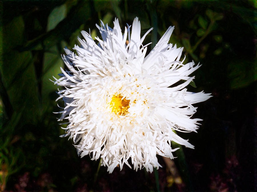 White Beauty by Omaste Witkowski