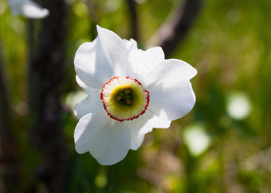 White Daffodil by Omaste Witkowski