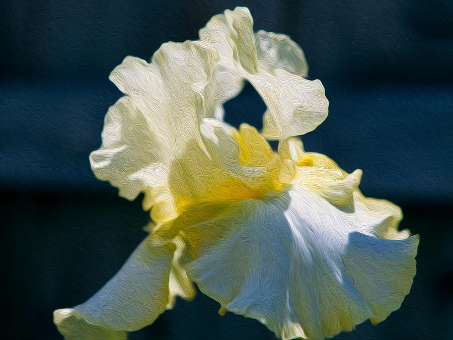 White Iris with Yellow by Omaste Witkowski
