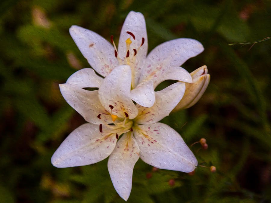 White Lily Starburst by Omaste Witkowski