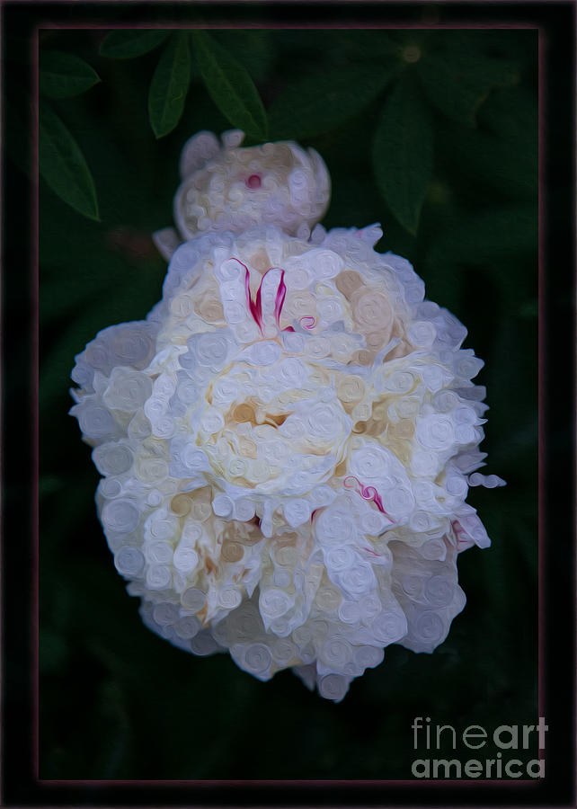White Peony and Companion Abstract Flower Painting by Omaste Witkowski